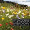 Flower Meadow